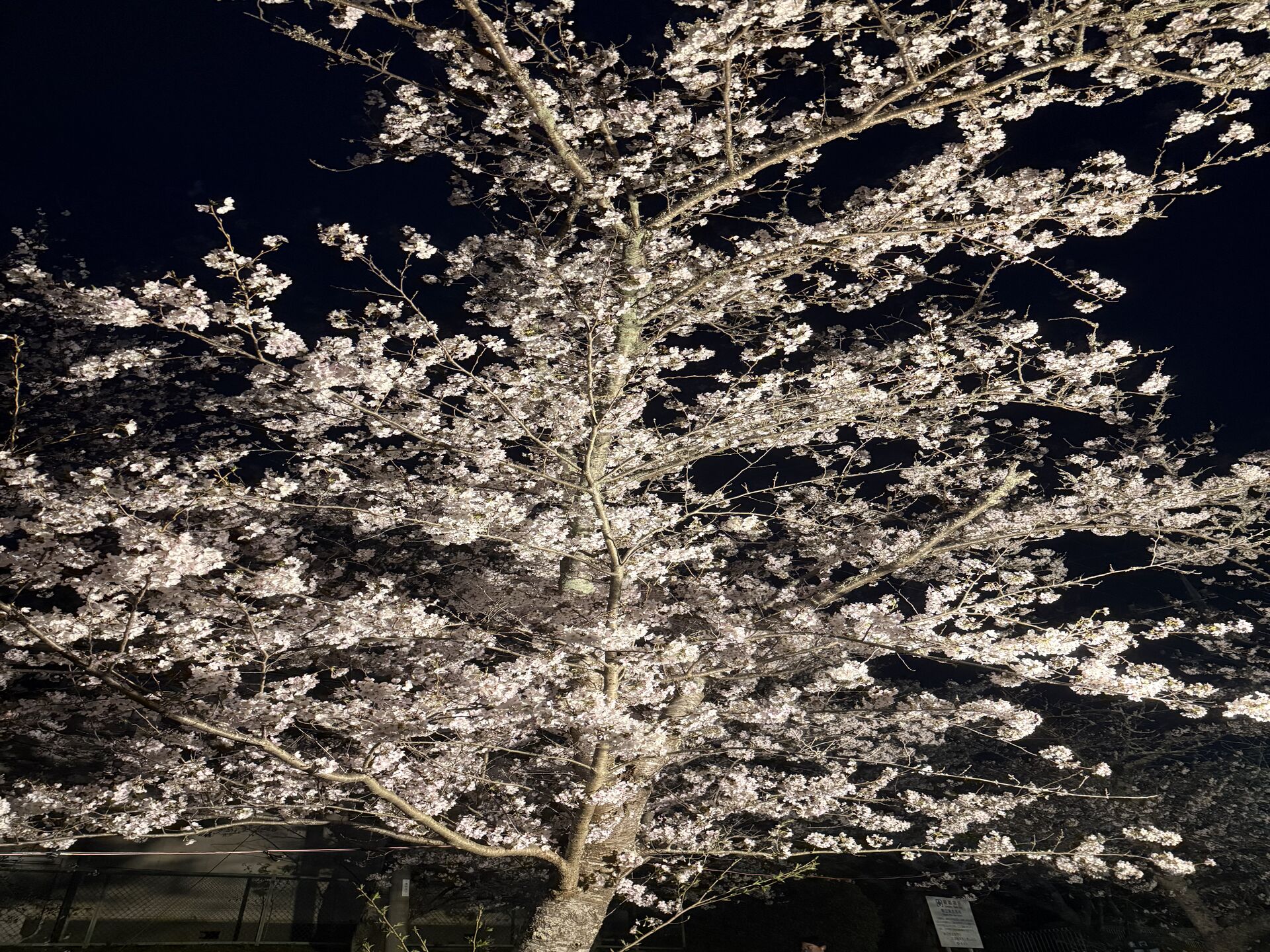 桜舞い散る東金市で地域を活性化！桜まつりの魅力とその効果