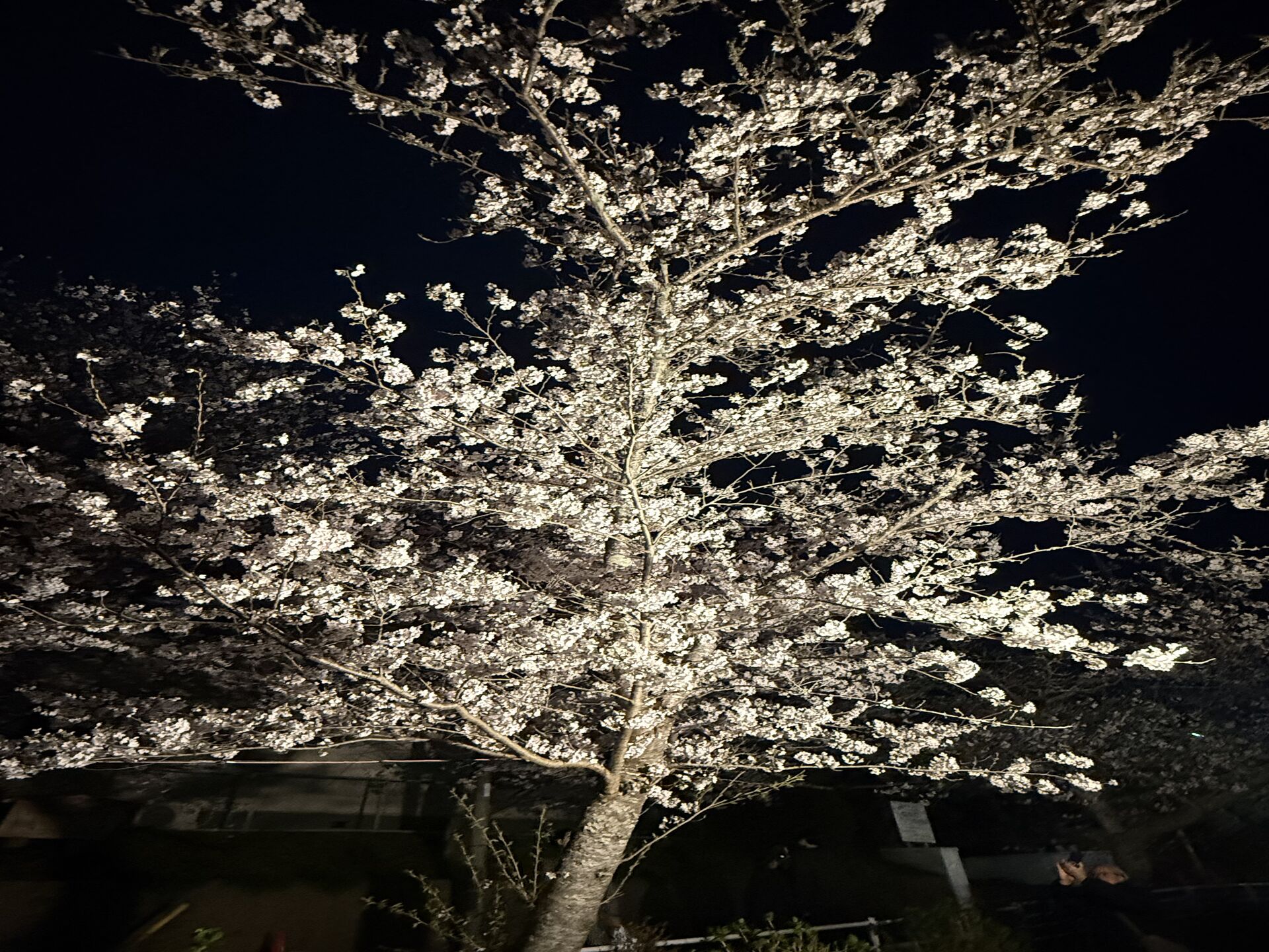 桜舞い散る東金市で地域を活性化！桜まつりの魅力とその効果
