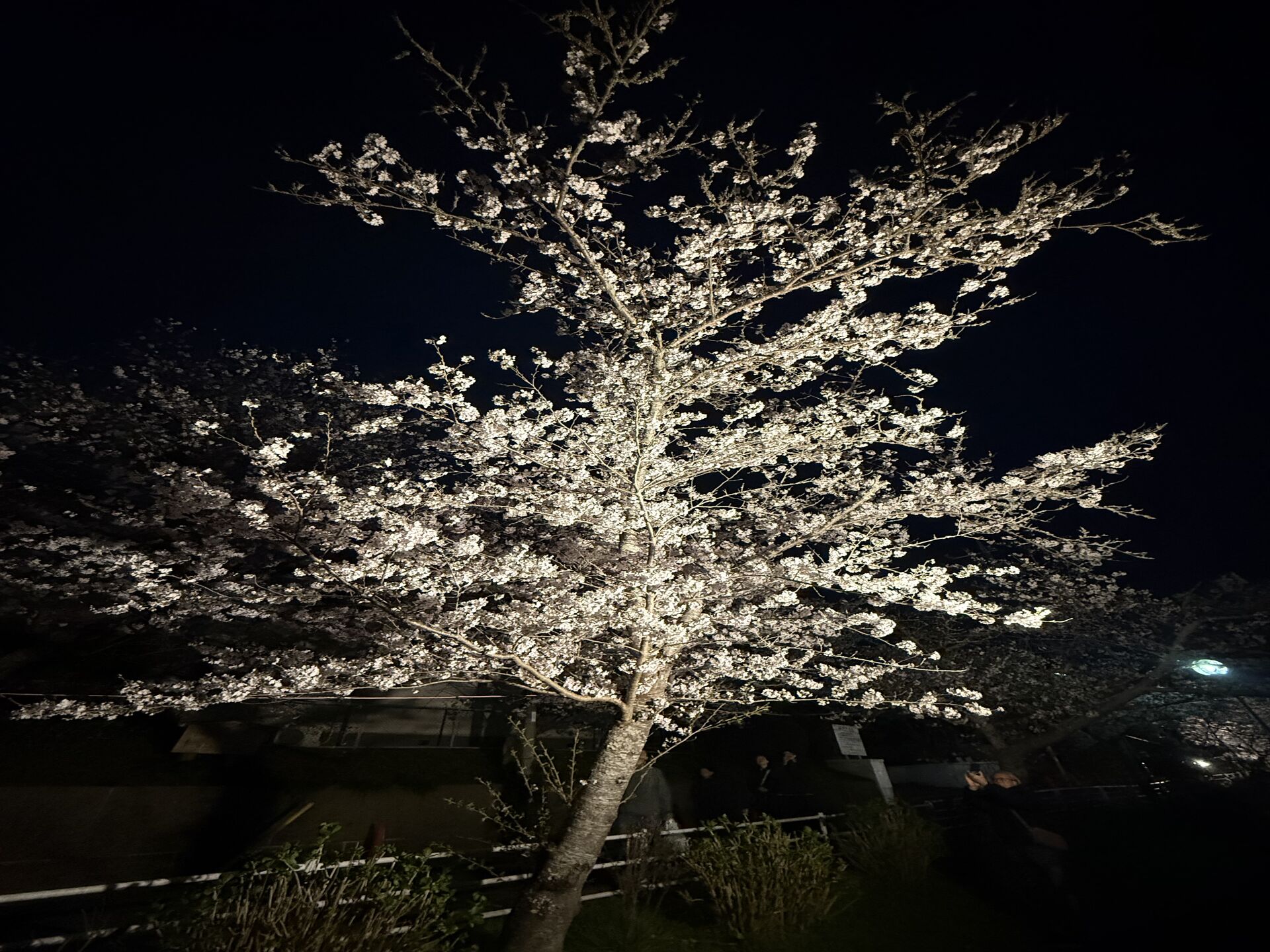 桜舞い散る東金市で地域を活性化！桜まつりの魅力とその効果