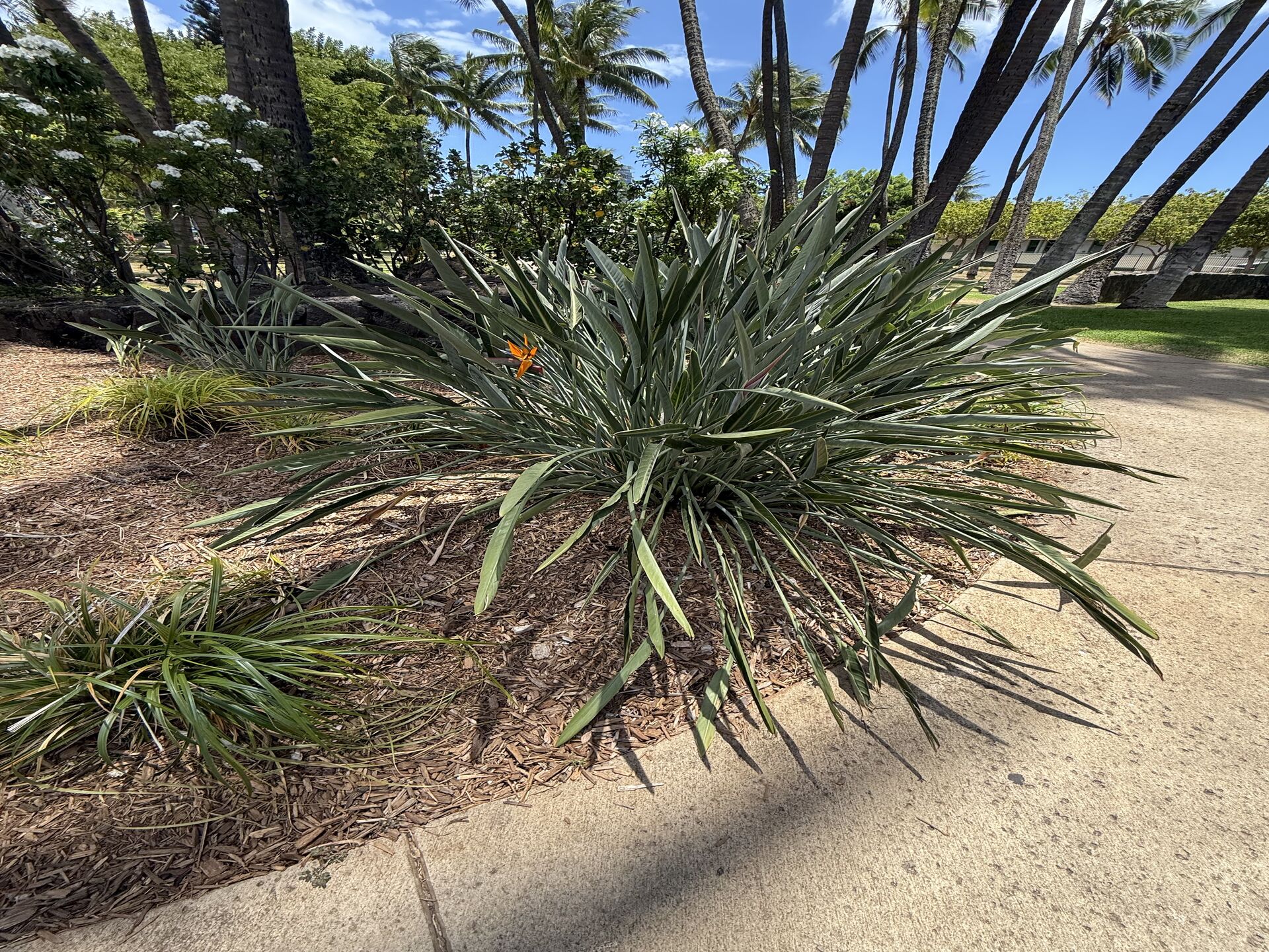 観葉植物
