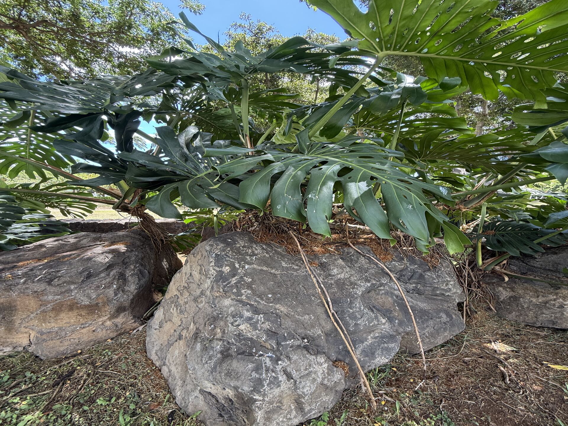 観葉植物