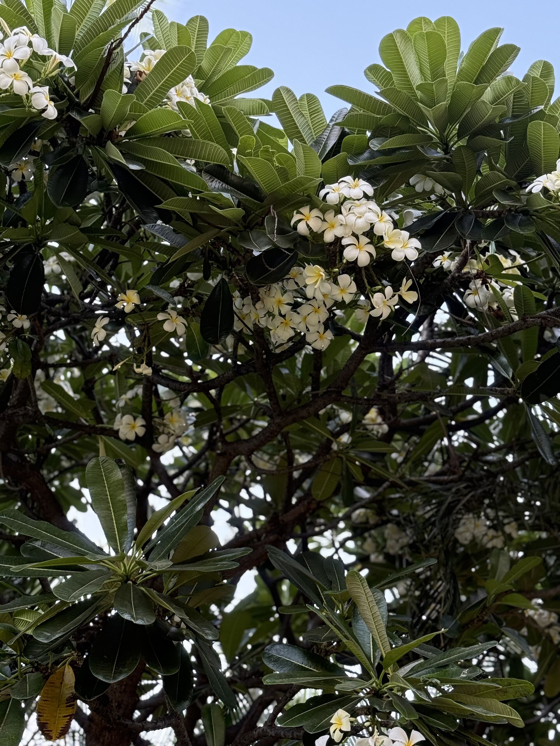 観葉植物