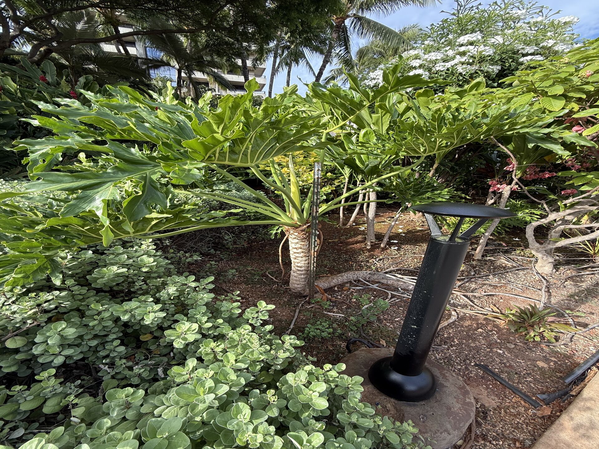 観葉植物